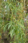 Golden Willow foliage & male catkins