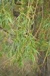 Golden Willow foliage & male catkins