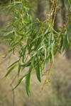 Golden Willow foliage & male catkins