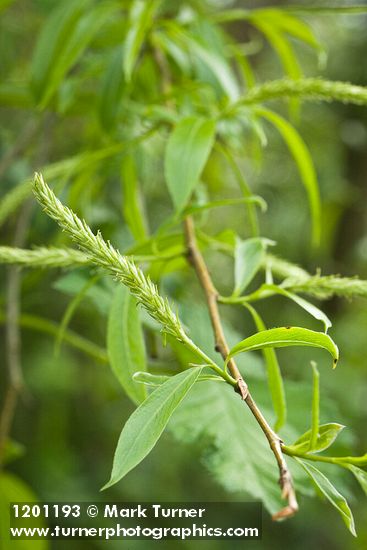 Salix ×fragilis