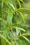 Crack Willow foliage & female catkins