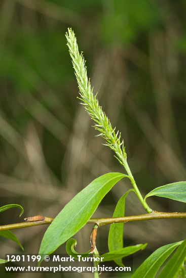 Salix ×fragilis