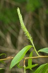 Crack Willow foliage & female catkin