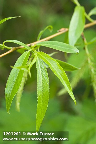 Salix ×fragilis