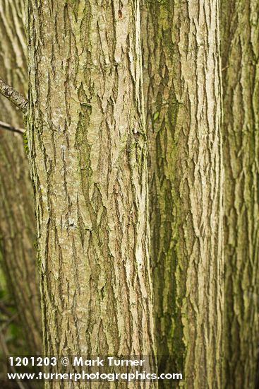 Salix ×fragilis
