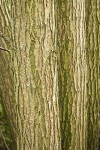 Crack Willow bark