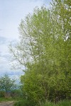 Crack Willow