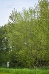 Crack Willow