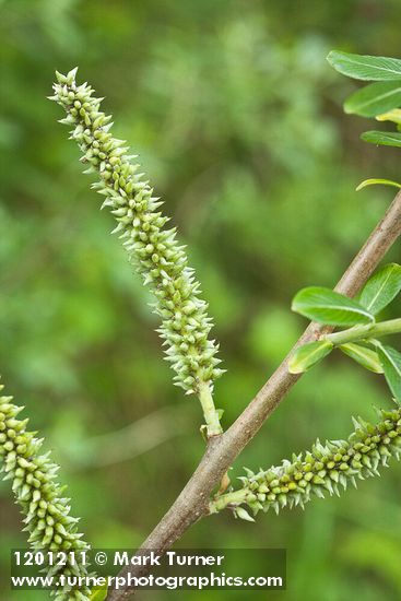Salix sitchensis