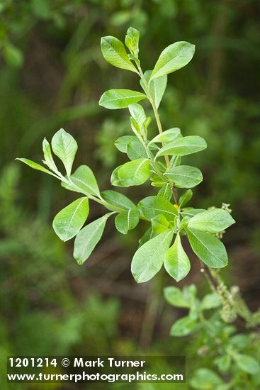 Salix sitchensis