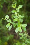 Sitka Willow foliage