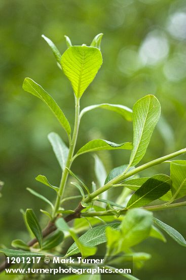 Salix sitchensis