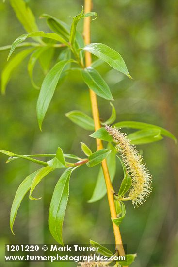 Salix ×fragilis