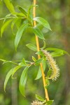 Crack Willow foliage & male catkin