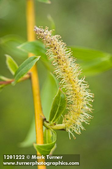 Salix ×fragilis