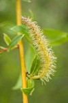 Crack Willow male catkin