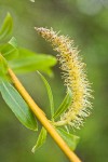 Crack Willow male catkin