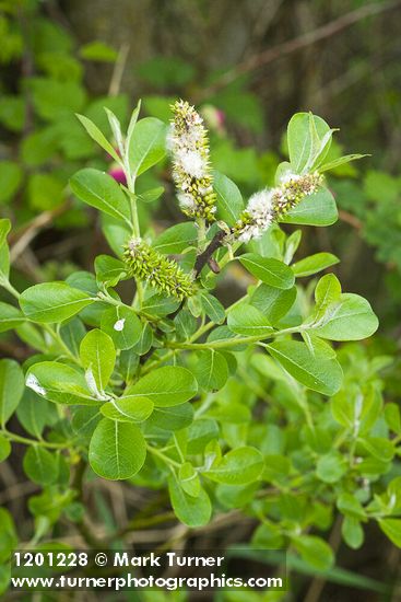 Salix sitchensis