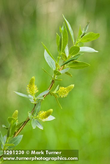 Salix lasiandra