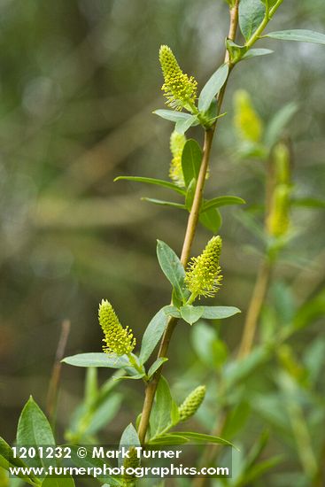 Salix lasiandra