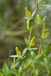 Pacific Willow foliage & male catkins