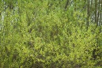 Pacific Willow (male)