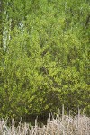 Pacific Willow (male)