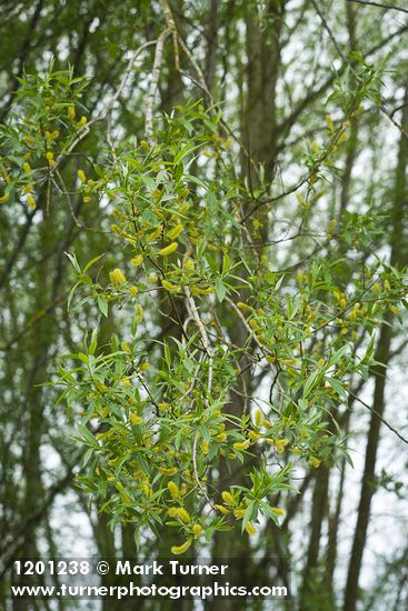 Salix ×fragilis