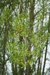 Crack Willow foliage & male catkins