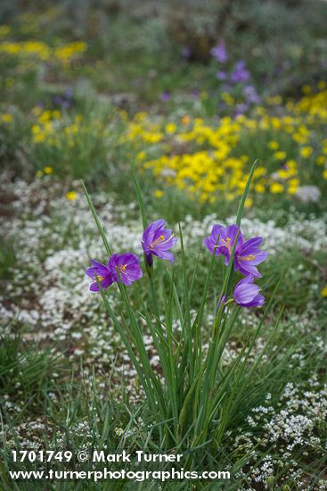 Olsynium douglasii; Draba verna