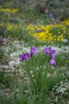 Grass Widows w/ Spring Whitlow-grass