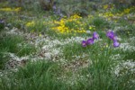 Grass Widows w/ Spring Whitlow-grass