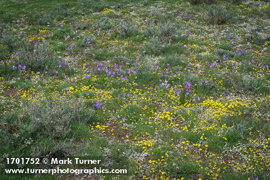 Olsynium douglasii; Draba verna; Crocidium multicaule; Lomatium macrocarpum