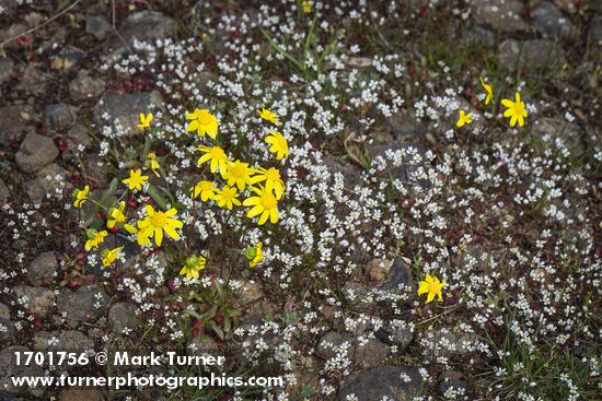 Draba verna; Crocidium multicaule