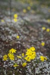 Gold Stars among Spring Whitlow-grass