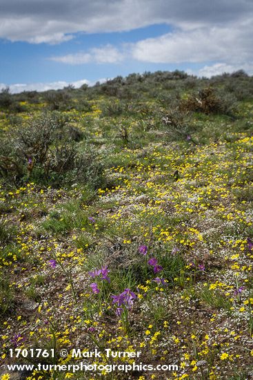 Olsynium douglasii; Draba verna; Crocidium multicaule; Lomatium macrocarpum; Artemisia tridentata