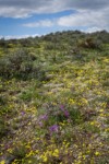 Grass Widows, Spring Whitlow-grass, Gold Stars, Giant-seed Lomatium among Sagebrush