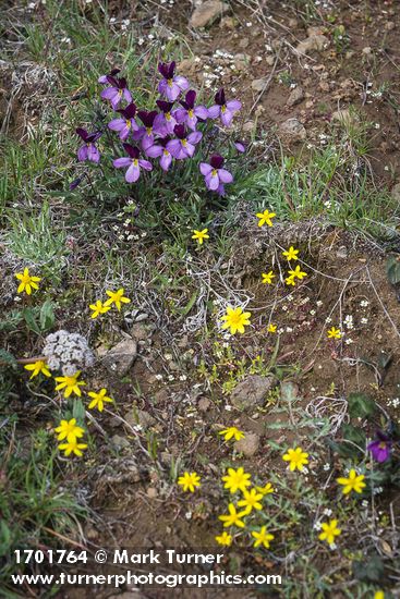 Viola trinervata; Olsynium douglasii; Draba verna; Crocidium multicaule; Lomatium macrocarpum