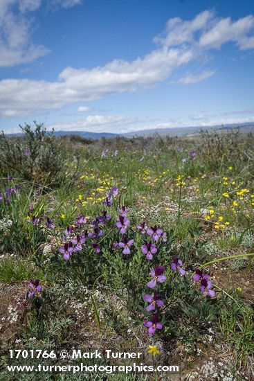 Viola trinervata; Olsynium douglasii; Draba verna; Crocidium multicaule; Lomatium macrocarpum