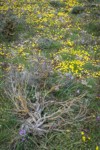 Grass Widows, Spring Whitlow-grass, Gold Stars, Giant-seed Lomatium among Sagebrush