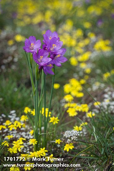 Olsynium douglasii; Crocidium multicaule