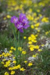 Grass Widows among Gold Stars