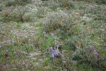 Grass Widows, Spring Whitlow-grass among Sagebrush