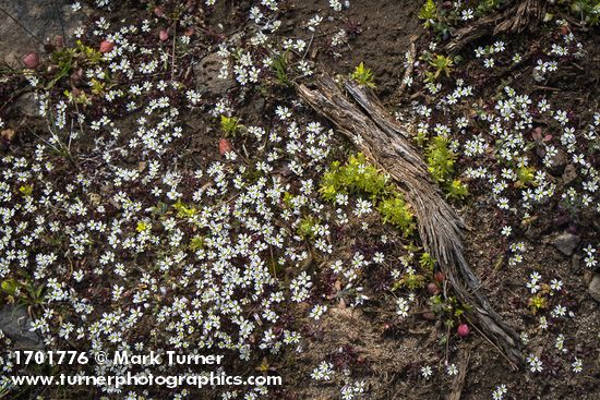 Draba verna