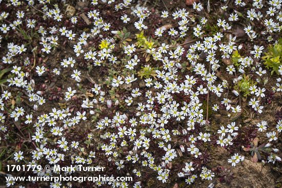 Draba verna