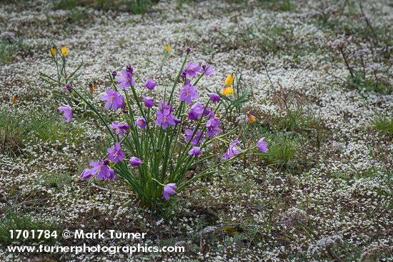 Olsynium douglasii; Draba verna; Fritillaria pudica