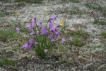Grass Widows, Spring Whitlow-grass, Yellow Bells