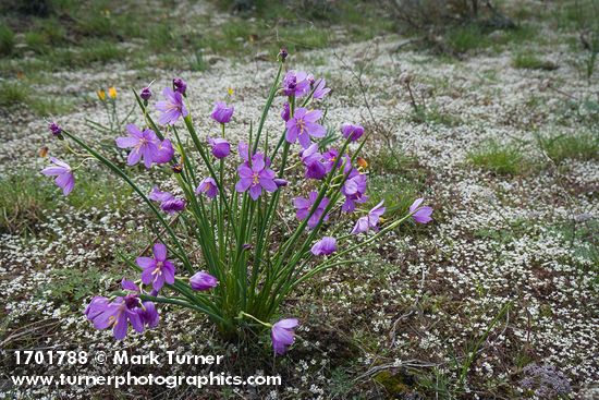 Olsynium douglasii; Draba verna