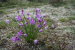 Grass Widows, Spring Whitlow-grass