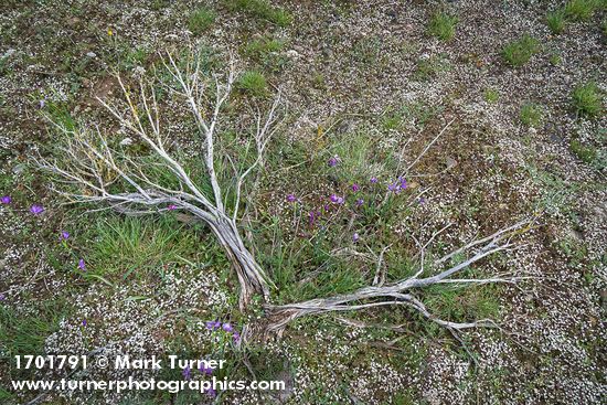 Olsynium douglasii; Draba verna